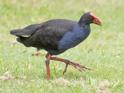 Porphyrio melanotus (Australasian Swamphen).jpg